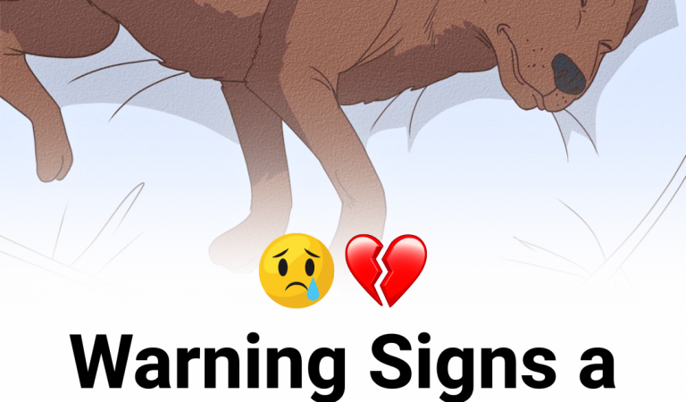 11 Heartbreaking Signs Your Dog Is Nearing the End