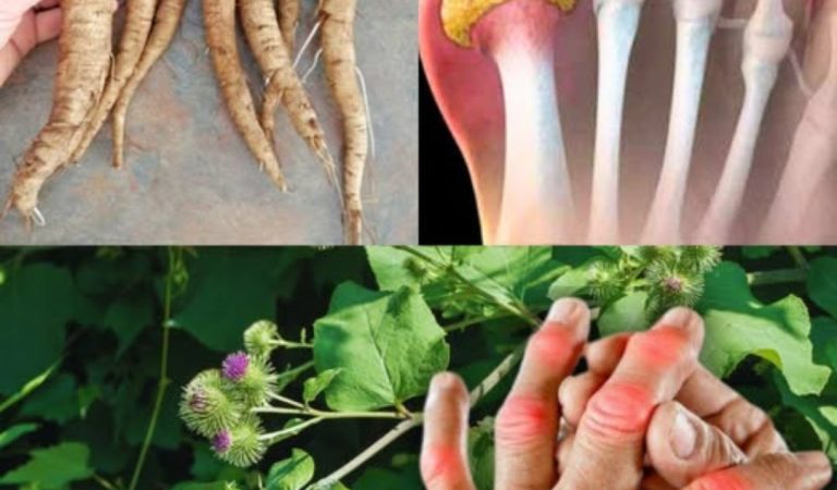 This Powerful Plant Can Support Your Health: Discover the Benefits of Burdock Root