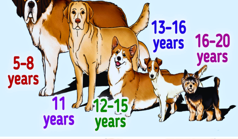 A Guide to How Long Various Dog Breeds Live A Guide to How Long Various Dog Breeds Live