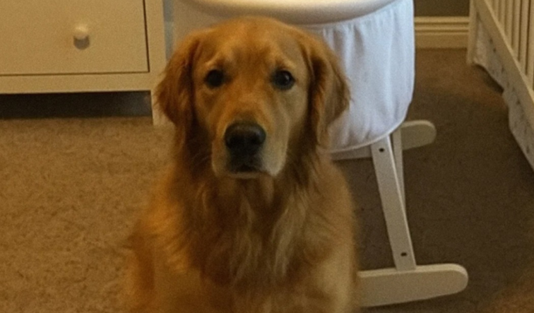 We Nearly Gave Away Our Golden Retriever Because He Barked at the Nanny — But Then I Checked the Camera Footage and Was Stunned We Nearly Gave Away Our Golden Retriever Because He Barked at the Nanny — But Then I Checked the Camera Footage and Was Stunned