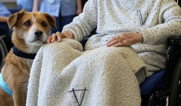 She Never Owned a Pet — But the Dog Who Showed Up at Her Door Was “The Colonel” to Her She Never Owned a Pet — But the Dog Who Showed Up at Her Door Was “The Colonel” to Her